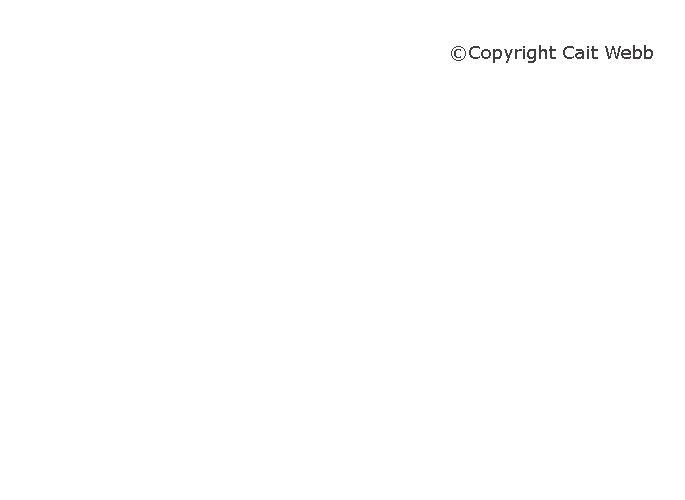 This image is copyright